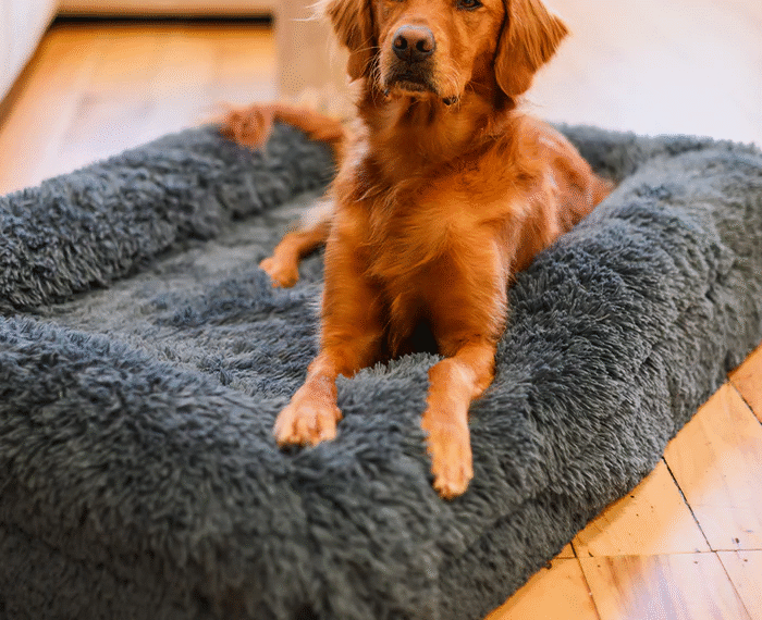 Upgrade Your Pet’s Comfort with Dog Beds Large and a Quality Puppy Bed