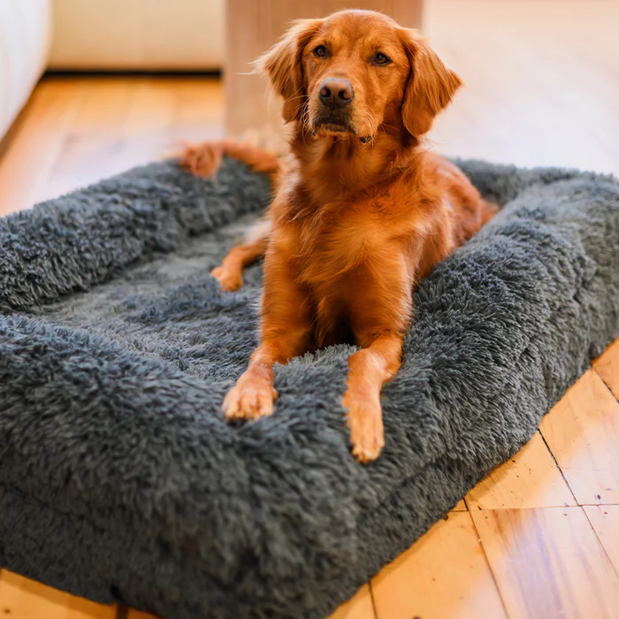 Upgrade Your Pet’s Comfort with Dog Beds Large and a Quality Puppy Bed